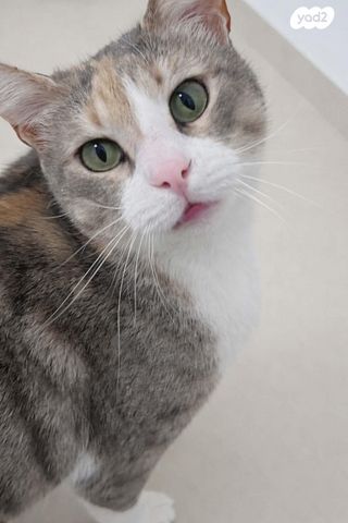 תמונת מודעה - חיות מחמד