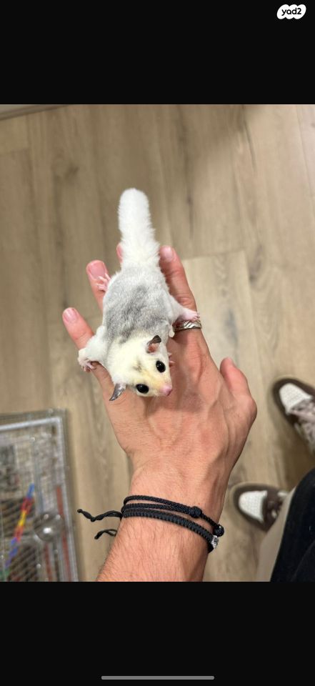 תמונת מודעה - חיות מחמד