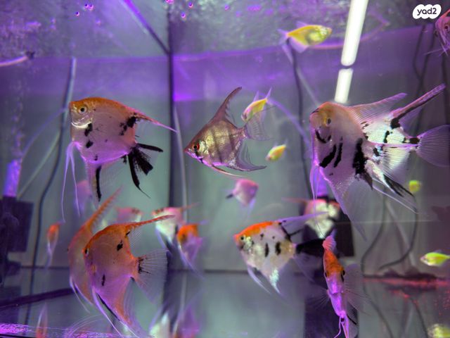 תמונת מודעה - חיות מחמד