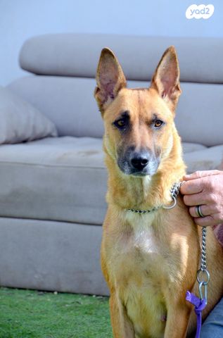 תמונת מודעה - חיות מחמד