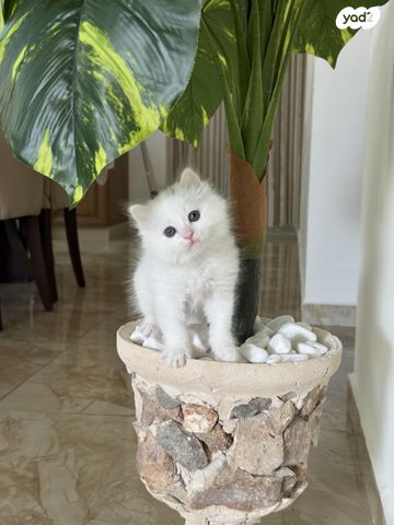 תמונת מודעה - חיות מחמד