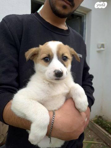 תמונת מודעה - חיות מחמד