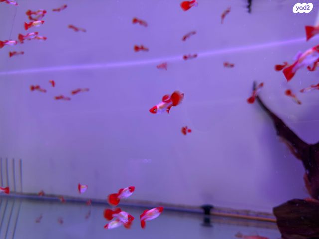 תמונת מודעה - חיות מחמד