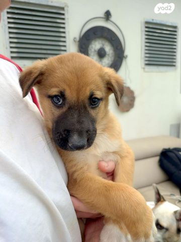 תמונת מודעה - חיות מחמד