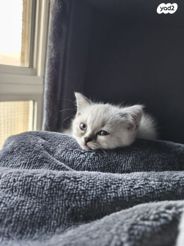 תמונת מודעה - חיות מחמד