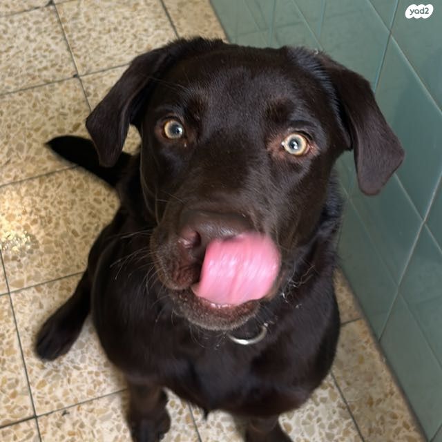 יצחק אלחנן 5