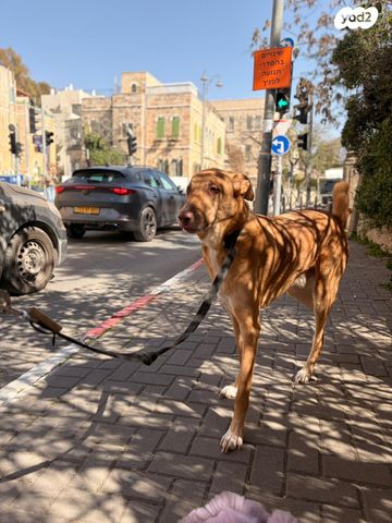 תמונת מודעה - חיות מחמד