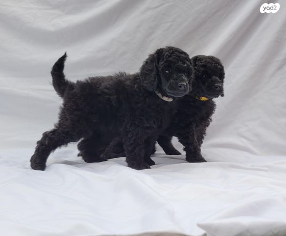 תמונת מודעה - חיות מחמד