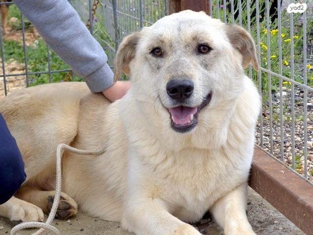 תמונת מודעה - חיות מחמד