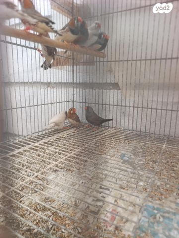 תמונת מודעה - חיות מחמד