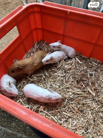 תמונת מודעה - חיות מחמד