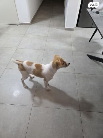 תמונת מודעה - חיות מחמד