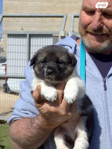 תמונת מודעה - חיות מחמד