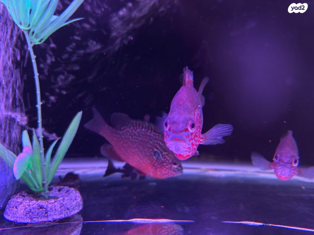 תמונת מודעה - חיות מחמד