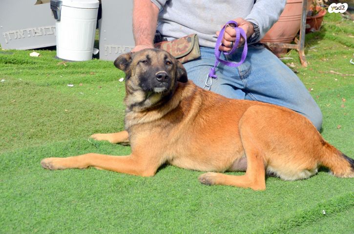 תמונת מודעה - חיות מחמד