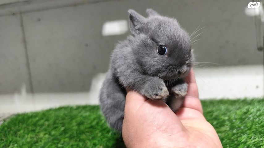 תמונת מודעה - חיות מחמד