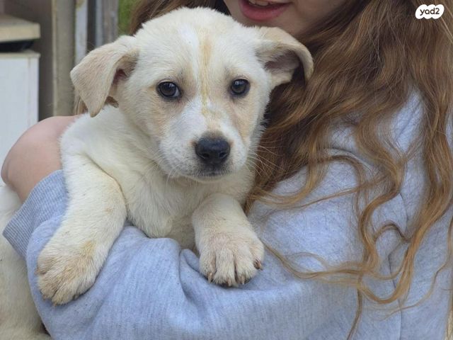 תמונת מודעה - חיות מחמד