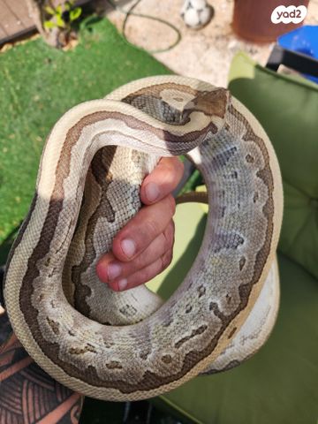 תמונת מודעה - חיות מחמד