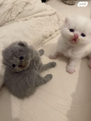 תמונת מודעה - חיות מחמד