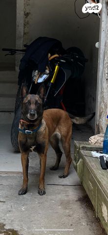 תמונת מודעה - חיות מחמד