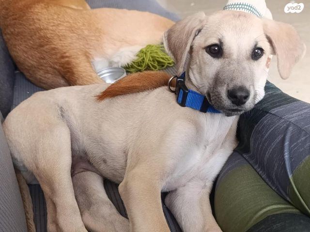 תמונת מודעה - חיות מחמד