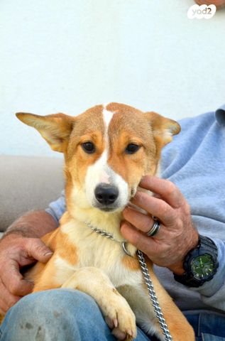 תמונת מודעה - חיות מחמד