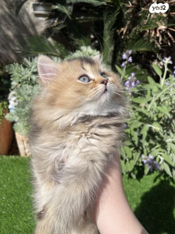 תמונת מודעה - חיות מחמד