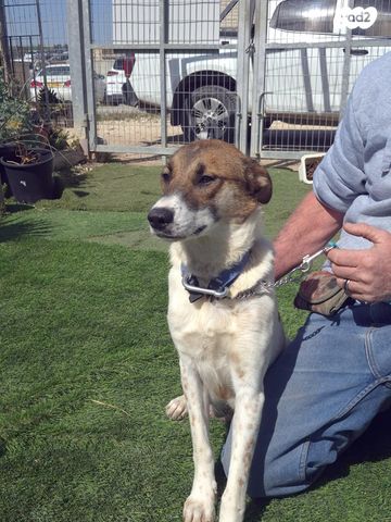 תמונת מודעה - חיות מחמד