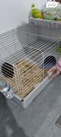 תמונת מודעה - חיות מחמד