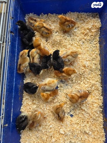 תמונת מודעה - חיות מחמד