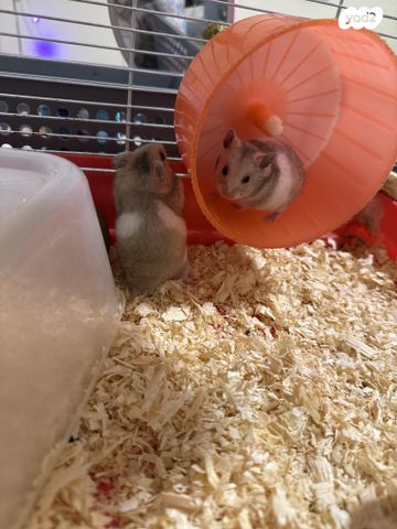 תמונת מודעה - חיות מחמד