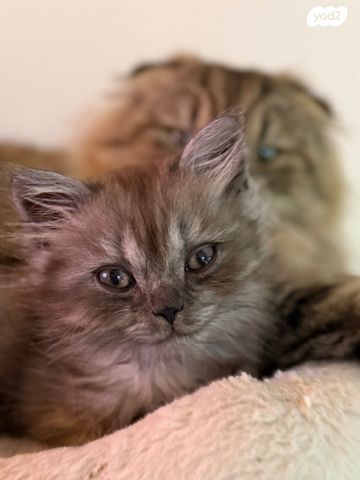 תמונת מודעה - חיות מחמד