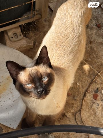 תמונת מודעה - חיות מחמד