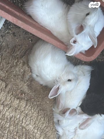 תמונת מודעה - חיות מחמד