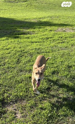 תמונת מודעה - חיות מחמד