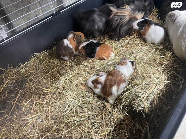 תמונת מודעה - חיות מחמד