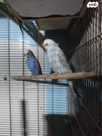 תמונת מודעה - חיות מחמד