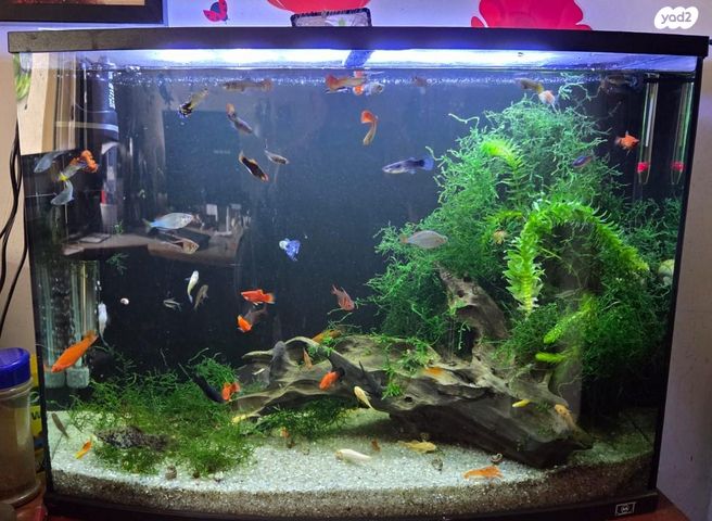 תמונת מודעה - חיות מחמד