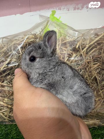 תמונת מודעה - חיות מחמד