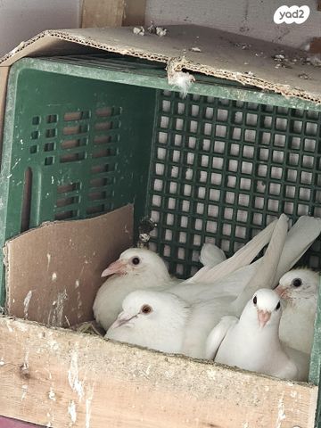 תמונת מודעה - חיות מחמד