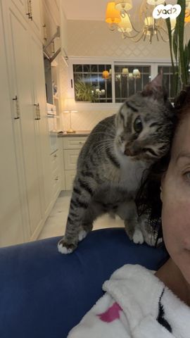 תמונת מודעה - חיות מחמד