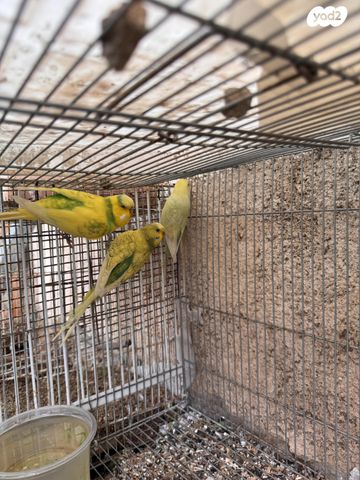 תמונת מודעה - חיות מחמד