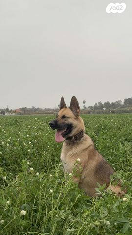 תמונת מודעה - חיות מחמד