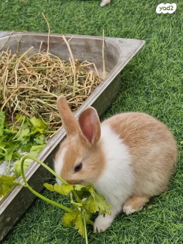 תמונת מודעה - חיות מחמד