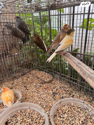 תמונת מודעה - חיות מחמד