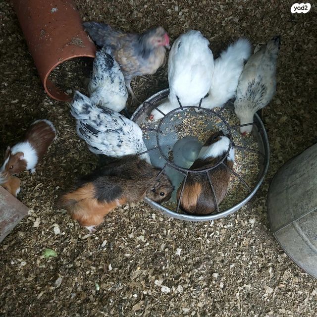 תמונת מודעה - חיות מחמד