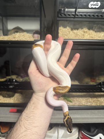 תמונת מודעה - חיות מחמד