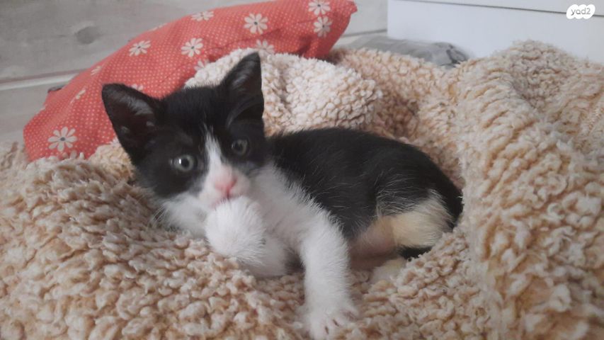 תמונת מודעה - חיות מחמד