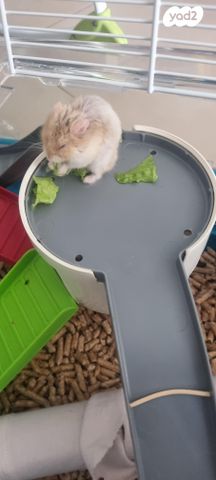 תמונת מודעה - חיות מחמד