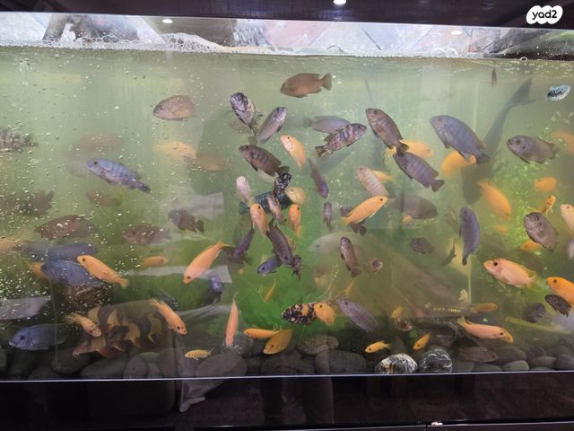 תמונת מודעה - חיות מחמד